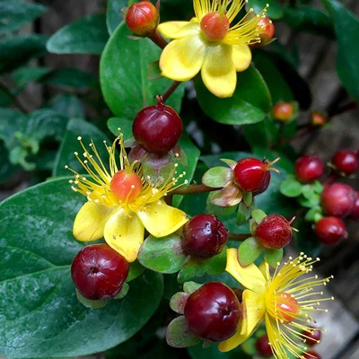 Hypericum 'Miracle® Marvel' – Orbáncfű
