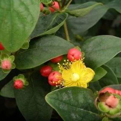 Hypericum 'Miracle® Summer' – Orbáncfű