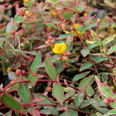 Hypericum moserianum 'Tricolor' – Tarka orbáncfű