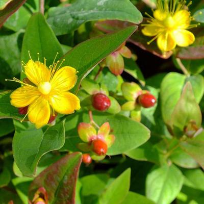 Hypericum x inodorum 'Rheingold' – Bordó bogyós orbáncfű