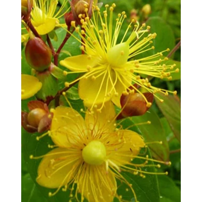 Hypericum inodorum 'Excellent Flair' – OrbáncfűHypericum inodorum 'Excellent Flair' – Vörösbarna bogyós orbáncfű