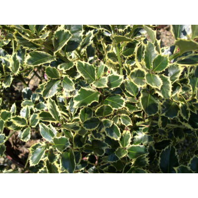Ilex aquifolium 'Aureomarginata' - Tarkalevelű magyal