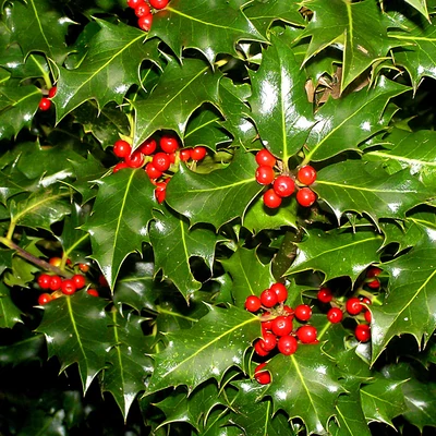 Ilex aquifolium - Közönséges magyal