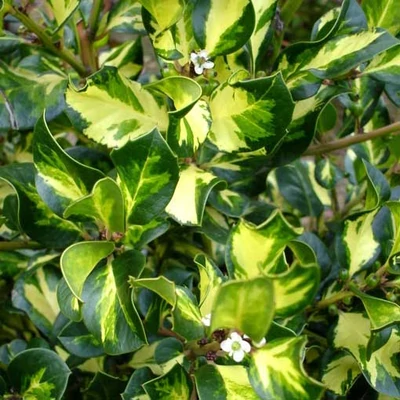 Ilex altaclerensis 'Lawsoniana' – Magyal
