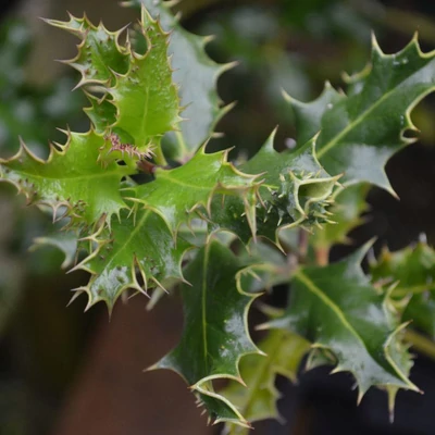 Ilex aquifolium 'Ferox' – Magyal