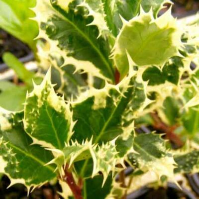 Ilex aquifolium 'Ferox Variegata' – Magyal