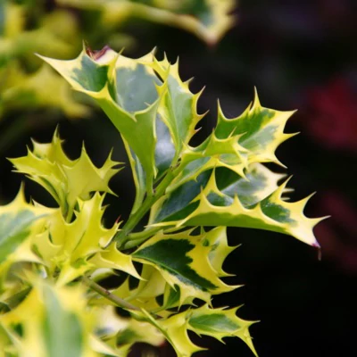 Ilex aqufolium 'Golden DJ'® – Magyal