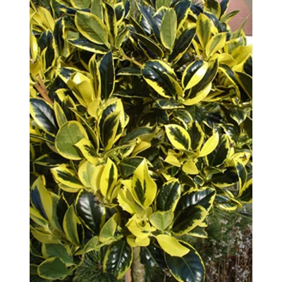 Ilex aquifolium 'Golden van Tol' – Sárga-tarka magyal