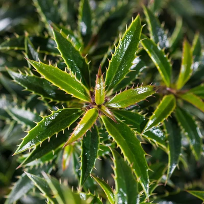 Ilex aquifolium 'Heckenzwerg' – Magyal
