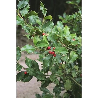 Ilex aquifolium 'Iza' – Magyal