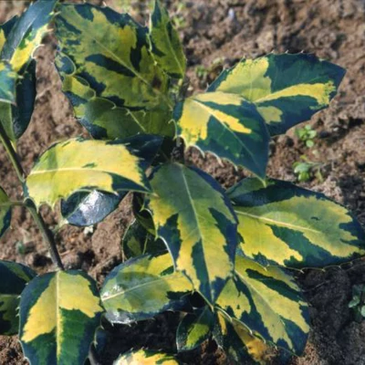 Ilex aquifolium 'Myrtifolia Aurea Maculata' – Magyal