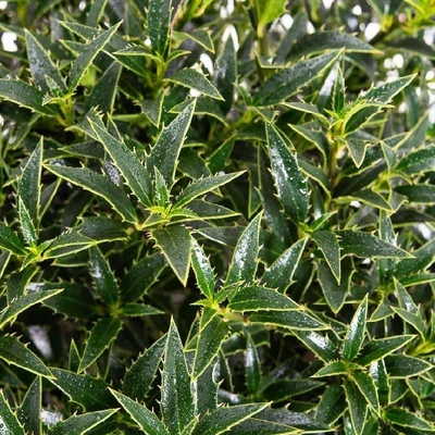 Ilex aquifolium 'Myrtifolia' – Magyal