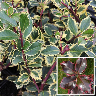Ilex aquifolium 'Rubricaulis Aurea' – Sárga-tarka levelű magyal