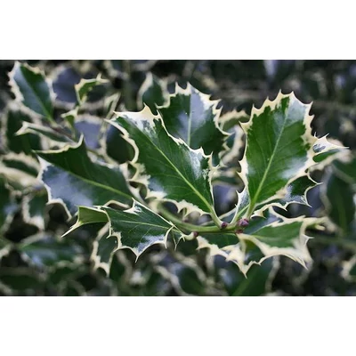 Ilex aquifolium 'Silver Queen' – Magyal