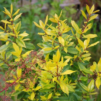 Ilex x attenuata 'Sunny Foster' – Magyal