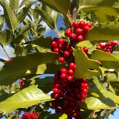 Ilex castaneifolia – Gesztenyelevelű magyal