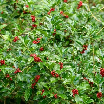 Ilex colchica – Magyal