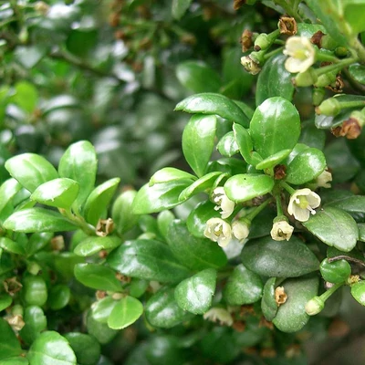 Ilex crenata 'Bullata' – Csipkéslevelű magyal