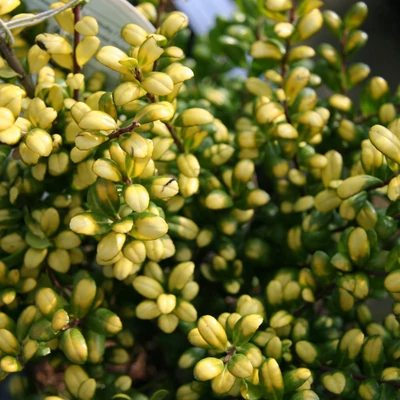 Ilex crenata 'Convexed Gold'– Csipkéslevelű magyal