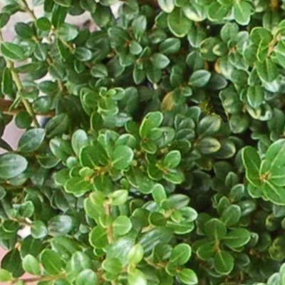 Ilex crenata 'Glory Gem' – Csipkéslevelű magyal