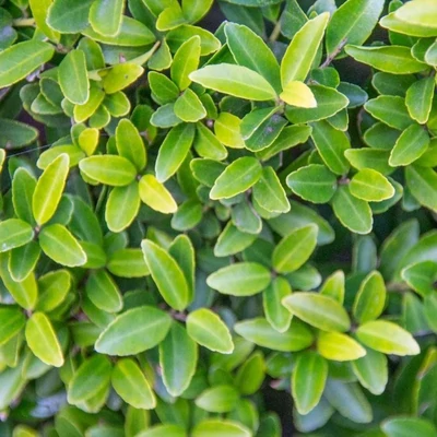 Ilex crenata 'Green Hedge' – Csipkéslevelű magyal