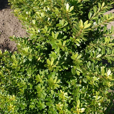 Ilex crenata 'Maxima' – Csipkéslevelű magyal