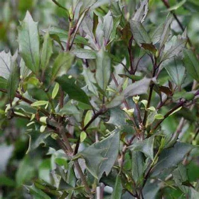 Ilex heterophylla 'Purpureus' – Magyal