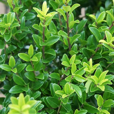 Ilex maximowicziana var. kanehirae 'Impala' – Japán magyal
