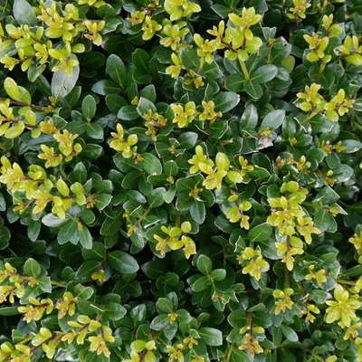 Ilex maximowicziana var. kanehirae – Japán magyal