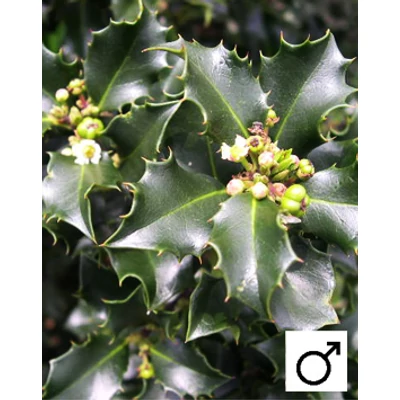 Ilex meserveae 'Blue Prince' – Kék magyal (porzós)