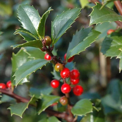 Ilex meserveae 'Heckenfee'® – Magyal (termős)