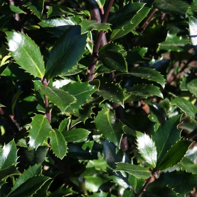Ilex meserveae 'Heckenpracht'® – Magyal