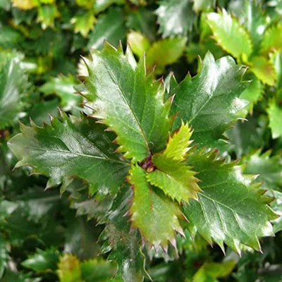 Ilex meserveae 'Little Sensation' – Törpe magyal
