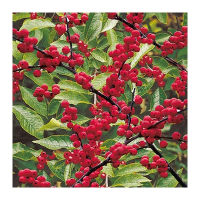 Ilex verticillata 'Oosterwijk' – Mocsári magyal