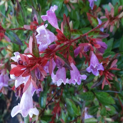 Abelia 'Edward Goucher' – Tárnicslonc