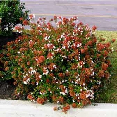 Abelia grandiflora 'Sherwoodii' – Nagyvirágú tárnicslonc (fehér)