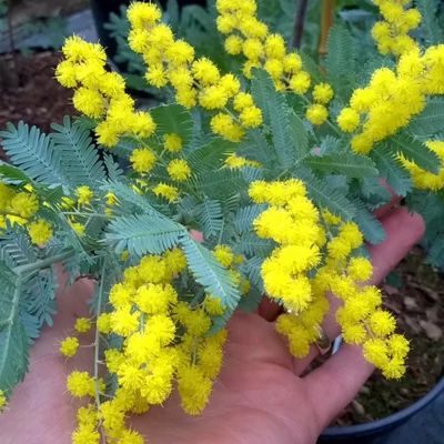 Acacia baileyana 'Songlines' – Akácia, mimóza