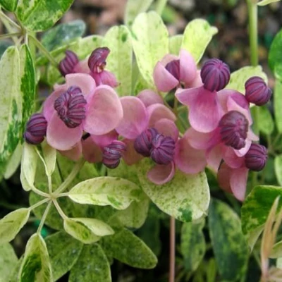 Akebia quinata 'Variegata' – Ötlevelű akébia