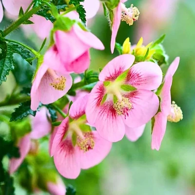 Anisodontea capensis – Fokföldi mályva