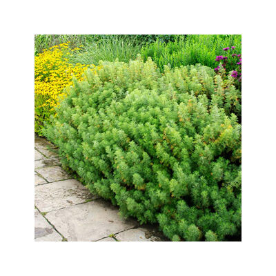 Artemisia abrotanum - Istenfa, ürömcserje