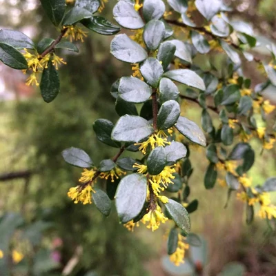 Azara microphylla – Chilei kislevelű vaníliafa