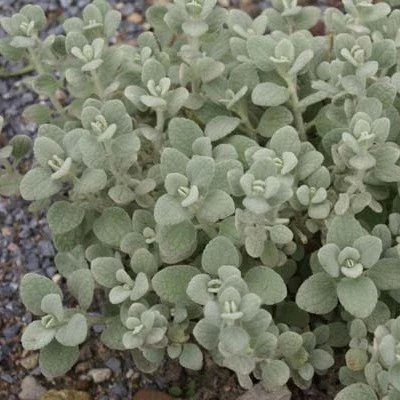 Ballota pseudodictamnus 'Compact Form' – Peszterce