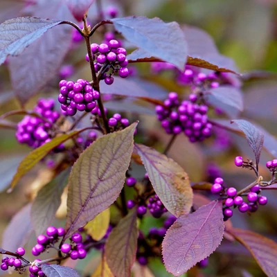 Callicarpa bodinieri 'Dart's Profusion' – Kínai lilabogyó