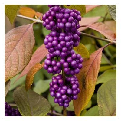 Callicarpa bodinieri 'Imperial Pearl' – Kínai lilabogyó