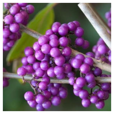 Callicarpa bodinieri – Kínai lilabogyó