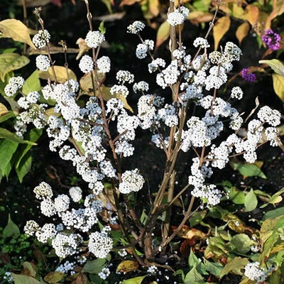 Callicarpa bodinieri 'Magical Snowstar' – Kínai lilabogyó