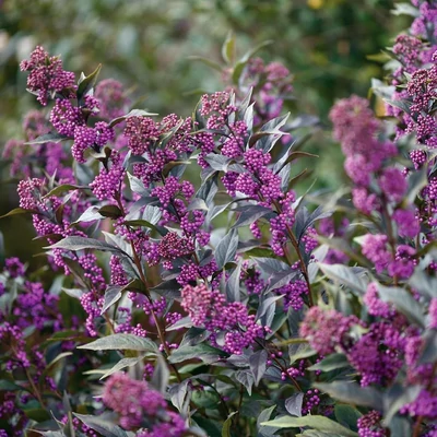 Callicarpa bodinieri 'Pearl Gem'® – Kínai lilabogyó