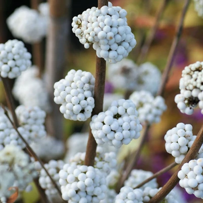 Callicarpa bodinieri 'Snowqueen' – Kínai lilabogyó