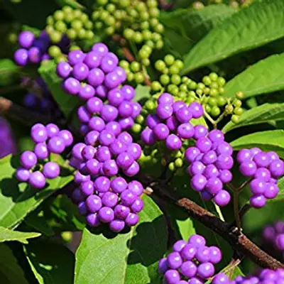 Callicarpa dichotoma 'Issai' - Kínai lilabogyó