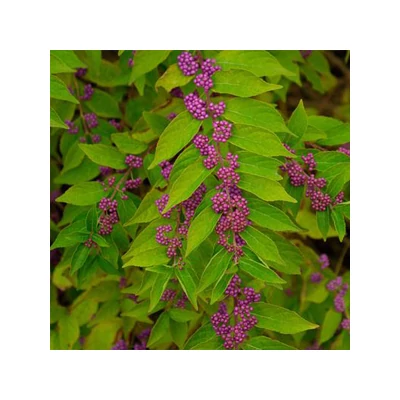 Callicarpa dichotoma - Lilabogyó